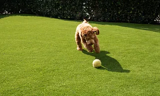 Pet Turf